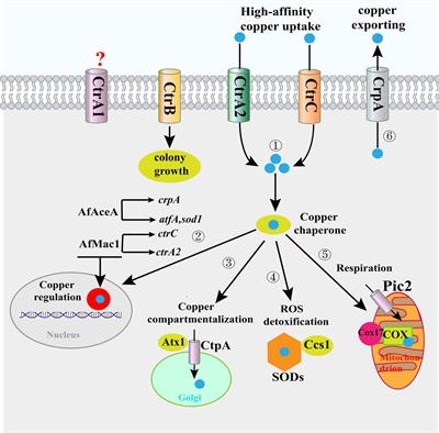 <mark class="highlighted">Copper Homeostasis</mark> in Aspergillus fumigatus: Opportunities for Therapeutic Development